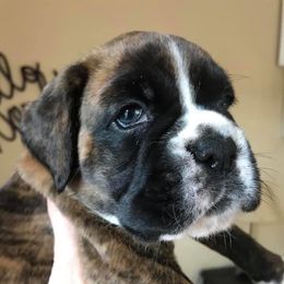 Boxer Puppies from Mount Juliet Boxers of Nabors