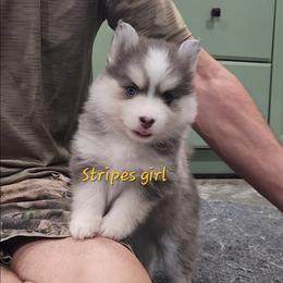 Stripes girl - Blue female Pomsky puppy in Isanti, Minnesota from Magnum Pomskies