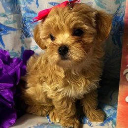 Yorkipoos and Yorkshire Terriers from Louisiana Pets Yorkies and Yorkiepoos