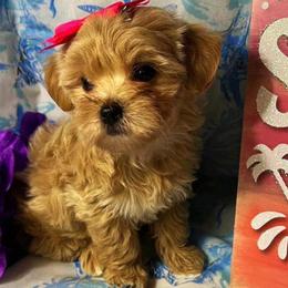 Yorkipoos and Yorkshire Terriers from Louisiana Pets Yorkies and Yorkiepoos