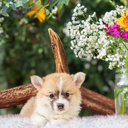 TinkerBell - Red female Pembroke Welsh Corgi puppy in Caliente, California from Rafter Cross 7
