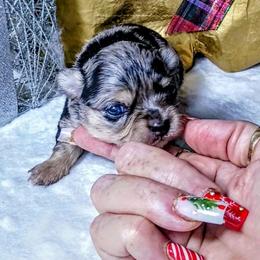 Tin'sel - Blue merle female Chihuahua puppy in Redding, California from Akc ivy league chihuahua .  Com