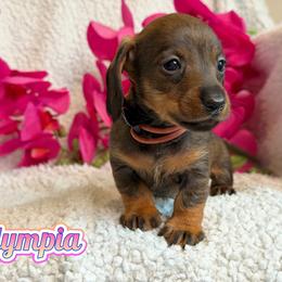 Olympia - Wild boar female Dachshund puppy in Columbia, Missouri from Royal Bloodline Canines