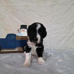 Toast - Black and white male Sheepadoodle puppy in Weatherford, Texas from Oodles of poodles and doodles
