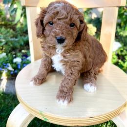 Cider - Red  male Goldendoodle puppy in Mapleton, Utah from Skyridge Doodles