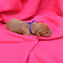 Vizsla Puppies from Summit Vizsla (we can deliver to you)