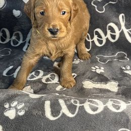 Bernedoodle and Goldendoodle Puppies from Ruby's Doodles