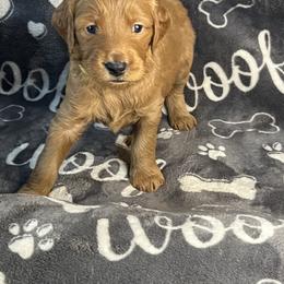 Bernedoodle and Goldendoodle Puppies from Ruby's Doodles