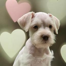 Christopher - White male Schnoodle puppy in Kentucky from Mrs Bs Teeny Schnauzers & Doodles