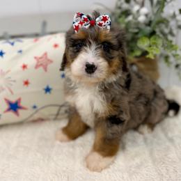 Miss Freedom - Merle female Bernedoodle puppy in Hegins, Pennsylvania from Bubbling Springs Doodles, LLC