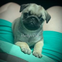 Casey-Ray - Ready for new home - Fawn male Pug puppy in Summerville, Georgia from Pearly’s Pugs & Pollywog Poodles