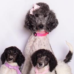 Skye - Poodle
