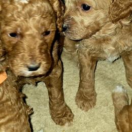Goldendoodle and Labrador Retriever Puppies from Sagebrush Labradors and Doodles