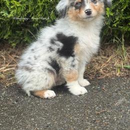 Jellybean- bmm6 - Blue merle male Australian Shepherd puppy in Chehalis, Washington from Wandering Acres Ranch