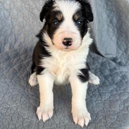 Girl 1 - Tri-color female Border Collie puppy in Centerville, Washington from Forthright Farms