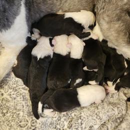Blue collar - Gray and white female Old English Sheepdog puppy in Smallett, Missouri from Chasin Angus Sheepdogs