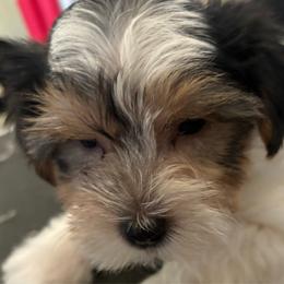 Blue - Parti male Yorkshire Terrier puppy in Cocoa, Florida from SummerTime AKC Yorkies