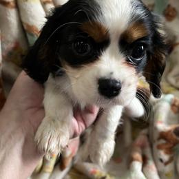 Cavalier King Charles Spaniels from Cynthia's Cavaliers