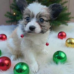 Jolene - White and sable female Papillon puppy in Spartanburg, South Carolina from Sassy Pap Farms