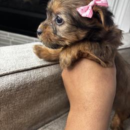 Yorkshire Terrier Puppies from Dee’s pretty puppies