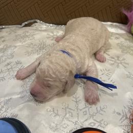 Romeo - White male Poodle puppy in Mobile, Alabama from Semmy’s Standard Poodle LLC