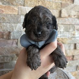 Nelson - Merle male Cockapoo puppy in Indiana from muddy boots cocker spaniels and cockapoos