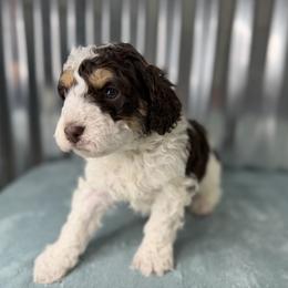 Blizzard - Tri-color male Bernedoodle puppy in Russellville, Arkansas from Crossgate Doodles
