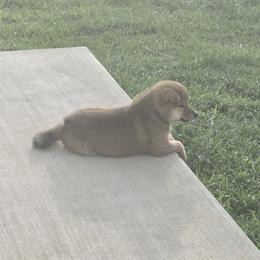 Shiba Inu Puppies from Diwasou