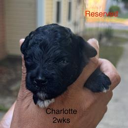 Charlotte - Black female Yorkipoo puppy in Waldorf, Maryland from Luv My Yorkies, LLC