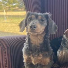 Pickles - Dachshund