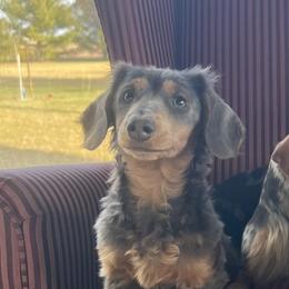 Pickles - Dachshund
