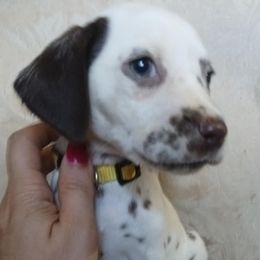 Harpy LUA (Yellow Collar) - White and liver brown female Dalmatian puppy in Raymondville, Missouri from Wagner's Dalmatian's