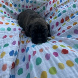 Boxer Puppies from Pawsitively Amazing Boxers LLC