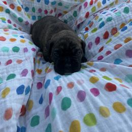 Boxer Puppies from Pawsitively Amazing Boxers LLC