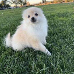 Bean - Cream male Pomeranian puppy in San Jacinto, California from Savvypomeranians
