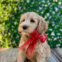 Miss Teal - Caramel female Australian Labradoodle puppy in Hartshorne, Oklahoma from Jena Edmond
