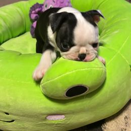 Boston Terrier puppies from PrimaShowDogs