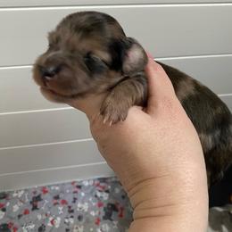 Johny - Black and cream male Dachshund puppy in Wolf Lake, Indiana from Canisteo Dachshunds
