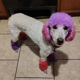 Gwen - Goldendoodle