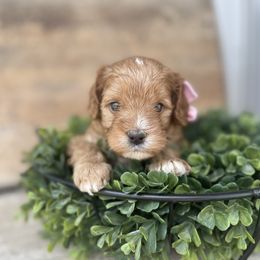 Cavapoo Puppies from Wednesday & Co