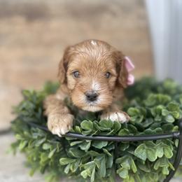 Cavapoo Puppies from Wednesday & Co