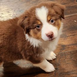 Boy 3 - Red tri male Miniature Australian Shepherd puppy in Cedar Rapids, Iowa from Bornagain Paws