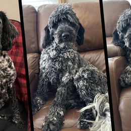 Pepper - Portuguese Water Dog