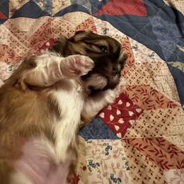 Shih Tzu Puppies from Kathy Diego's Shih Tzus