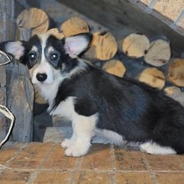 Boy 1 - Pembroke Welsh Corgi puppy in Anton, Texas from X Bar's Lil Legs of Texas
