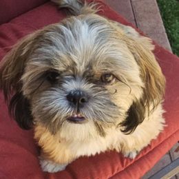Brian - Brindle male Shih Tzu puppy in Victorville, California from RUMBLE n TUMBLE