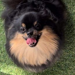 Girl 2 - Black and tan parti female Pomeranian puppy in El Paso, Texas from Texas quality pomeranians