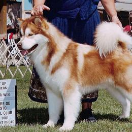 Ranger - Alaskan Malamute