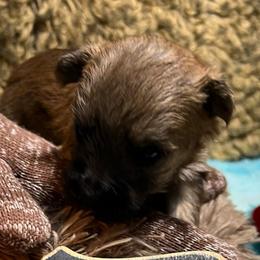Teebo boy 2 - Gray male Cairn Terrier puppy in Bigfork, Minnesota from Dachshunds Up North