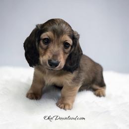 Eliot - Cream male Dachshund puppy in Oklahoma City, Oklahoma from OkieDoxieland Dachshunds